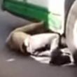 ratero trolebus.jpg