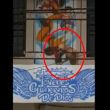 perro maltratado.jpg