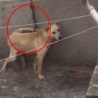 perro amarrado.jpg