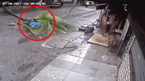 Muere mujer aplastada por una palmera [VIDEO]