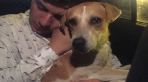 Joven sale del antro y adopta a un perro [VIDEO]