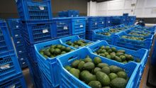 Ya están habilitadas el 75% de las empacadoras de aguacate en Michoacán, afirma Berdegué. (Cuartoscuro)