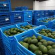 Ya están habilitadas el 75% de las empacadoras de aguacate en Michoacán, afirma Berdegué. (Cuartoscuro)