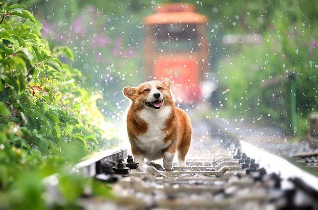 Can Fest Navideño en la capital para que esterilices a tu mascota