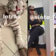 Autoridades de la CDMX investigan a mujer por la venta de cachorros de tigre blanco y otros delitos