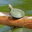 tortuga vallarta.jpg