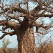 baobab triste porque ya murio.jpg