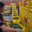 Apeam exportacion aguacate Super Bowl LIX