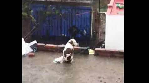 Video: Atan a perro bajo la lluvia en Aguascalientes