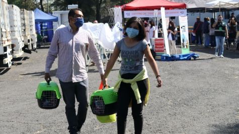 La CDMX ha realizado más de 20 mil esterilizaciones a animales de compañía