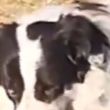 perro craneo humano Ecatepec Jardines de Morelos
