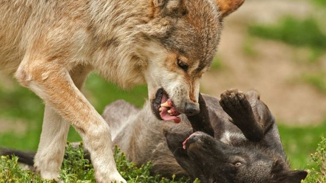 wolf-383928_1280 (1).jpg