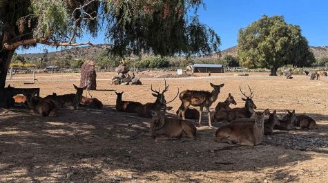 Reserva en Hidalgo permite interacción directa con más de 800 animales 