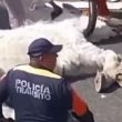 VIDEO | Un caballo se desploma de cansancio tras jalar carroza en Atlixco, Puebla