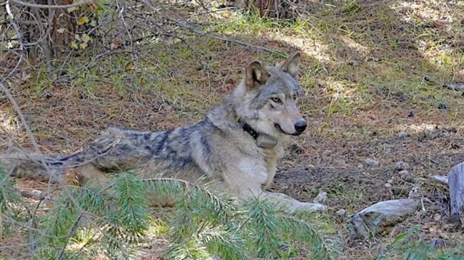 wolf.jpg