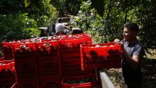 Aguacateros mexicanos urgen a EE.UU. reactivar las exportaciones tras alerta de seguridad. (Cuartoscuro)