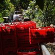 Aguacateros mexicanos urgen a EE.UU. reactivar las exportaciones tras alerta de seguridad. (Cuartoscuro)