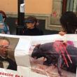 peleas-de-animales.jpg