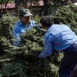 arboles-de-navidad.jpg