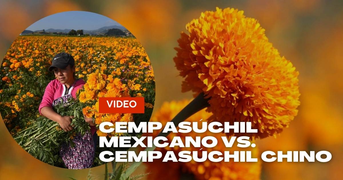 (Video) Flores chinas invaden los altares: el cempasúchil mexicano pierde terreno