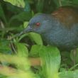 Hallan en Galápagos un ave que se creía extinta hace casi dos siglos Hallan en Galápagos un ave que se creía extinta hace casi dos siglos