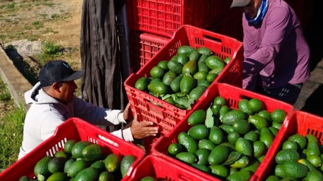 Estados Unidos reanudará actividades en Tancítaro, Tacámbaro, Uruapan y corredor Morelia-Pátzcuaro. (EFE)