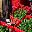 Estados Unidos reanudará actividades en Tancítaro, Tacámbaro, Uruapan y corredor Morelia-Pátzcuaro. (EFE)