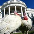 Pavos en la Casa Blanca