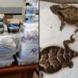 Rescatan 76 reptiles envueltos como paquetería en San Luis Potosí 