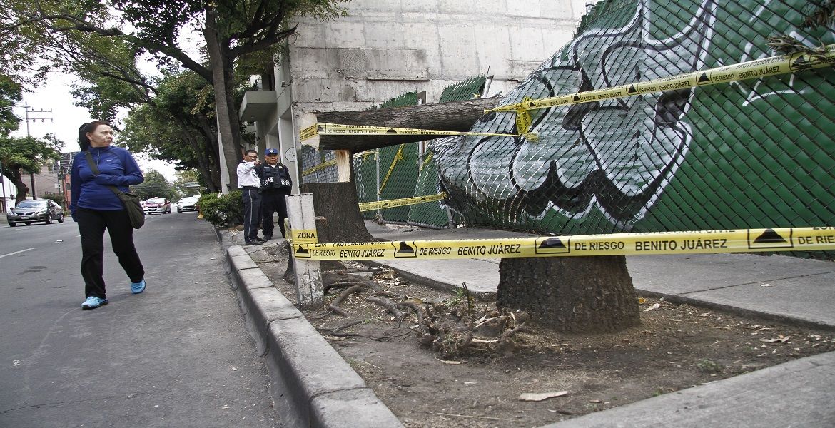 Denuncian tala de árboles en la colonia Del Valle
