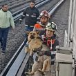 Perrito en instalaciones del Metro