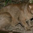 Matan a jaguarundi, especie en peligro de extinción, en Chiapas; lo confunden con nahual