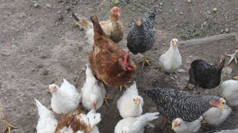Padres de niña con influenza aviar H5N1 dan negativo a contagio