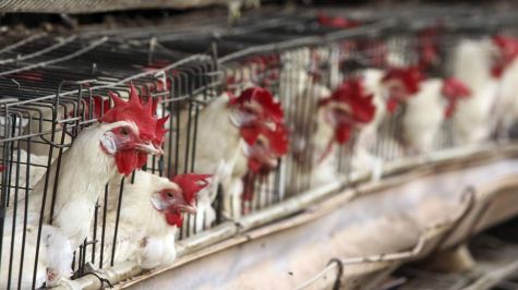 Fallece niña de tres años contagiada con influenza aviar H5N1 en Coahuila