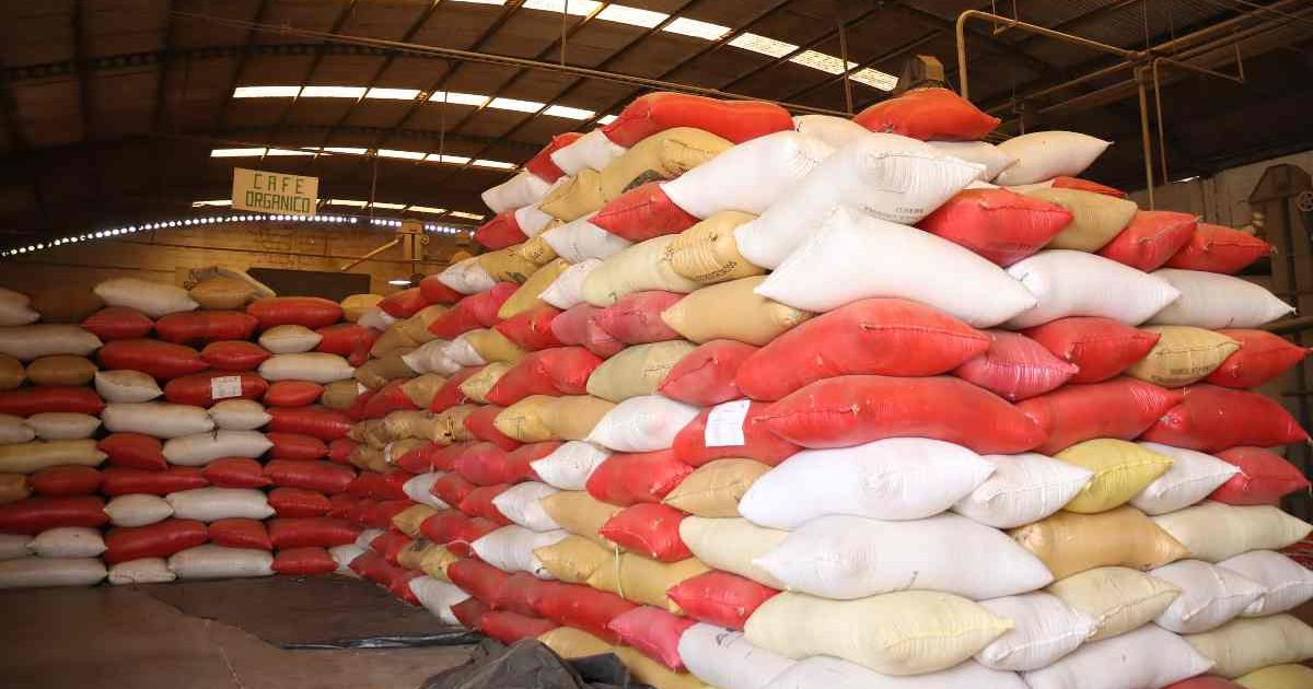 Cafetaleros de Chiapas reactivan exportación a EU tras incertidumbre ...