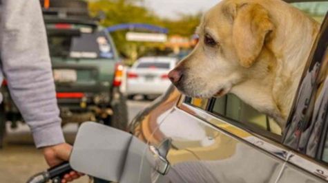 Semana Santa: Fundación Haghenbeck pide priorizar bienestar animal en vacaciones