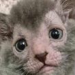 gato lobogato lobo