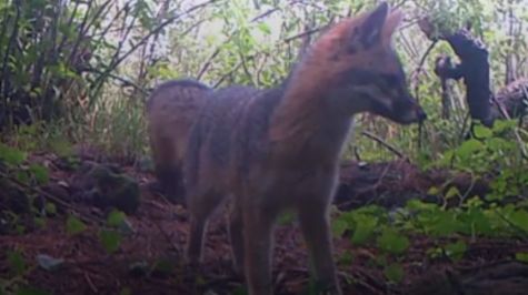 Zorros grises prosperan en el norte de la CDMX
