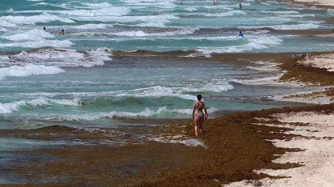 Sargazo en Caribe mexicano es 'muy diferente' a otros años, dicen autoridades