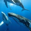 ballenas