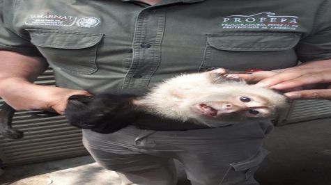 Atrapan, luego de dos semanas, a mono capuchino en Lomas de Chapultepec
