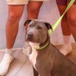 Adopta perro Adopta perro