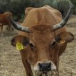 Coahuila ganaderos cierre frontera sur gusano barrenador Coahuila ganaderos cierre frontera sur gusano barrenador