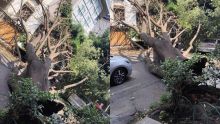 arbol_cae_colonia_del_valle.jpg