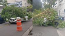 cae_arbol_auto_tlalpan.jpg