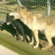 lobo_perritos_aragon_int1 (1) (1).jpg