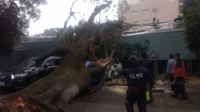 cae-árbol-04-III-19.jpg