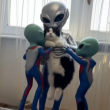 Mascotas son “abducidas” por un filtro de TikTok con temática alienígena.