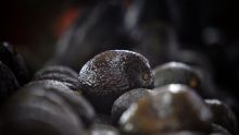 Brasil publica decreto importar aguacate Mexico