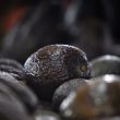 Brasil publica decreto importar aguacate Mexico